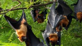 Virus Nipah
