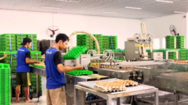 Investor Asing Masuk Ayam Petelur