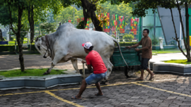 Prabowo Kurban Sapi Rp100 Miliar