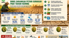 padi tahan kering kemarau 2026